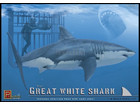 [1/18] Great white Shark & Diver